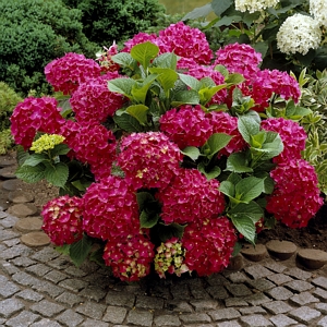 Hydrangea Red Beauty